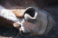 /album/fotogaleria/caballo1-jpg1/